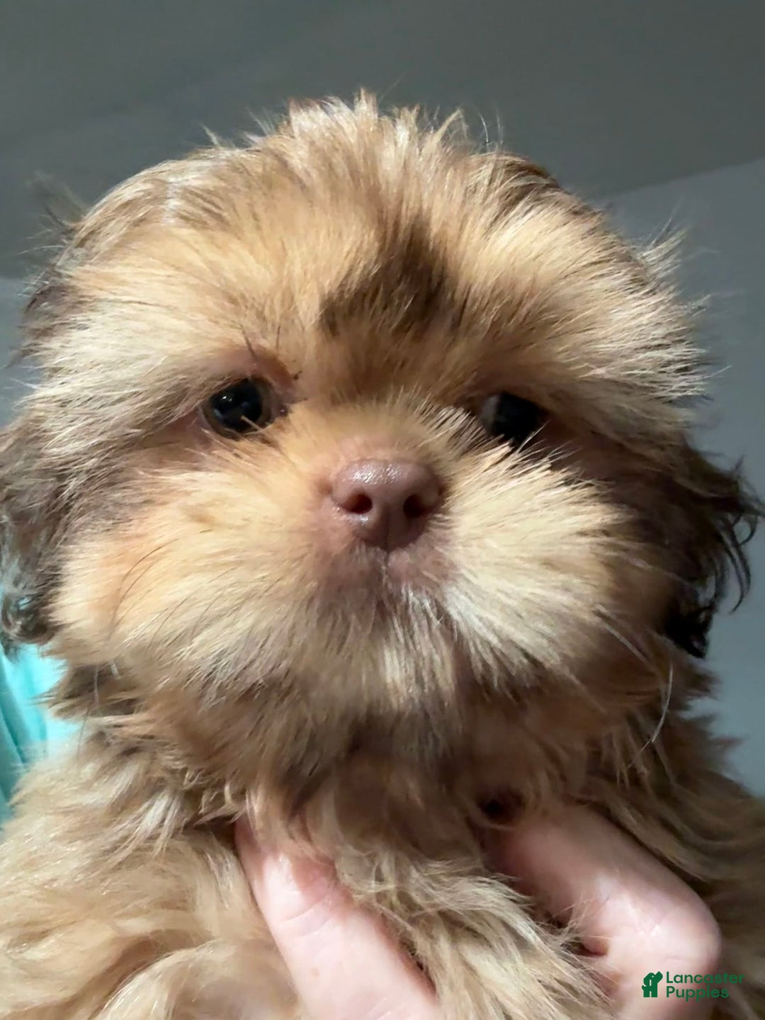 Shih Tzu dogs for sale: Brennan - Image 17