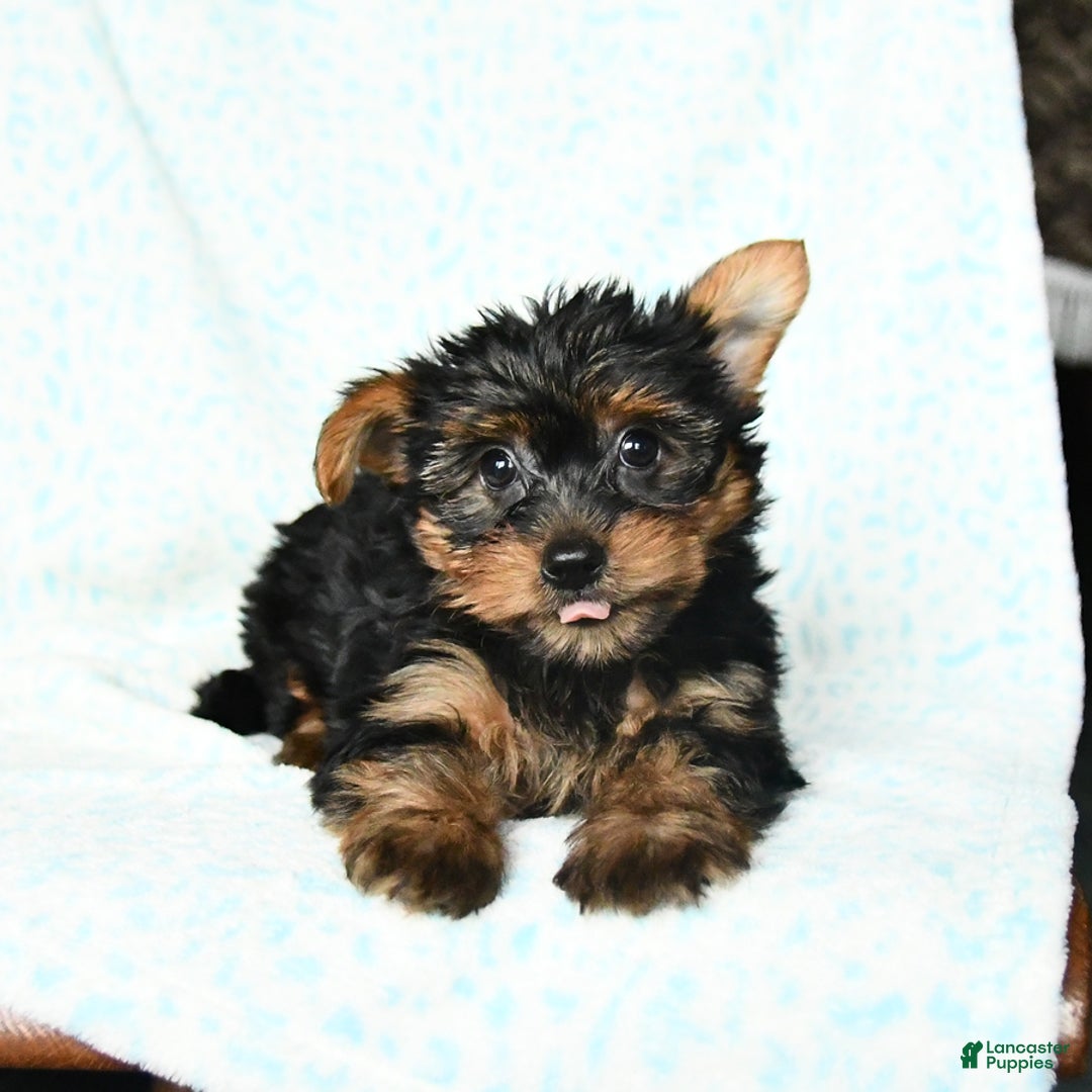 Yorkshire Terrier dogs for sale: Checkers - Image 3