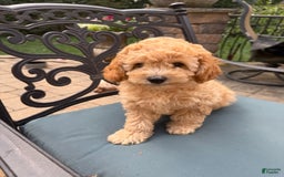 Toy Poodle dogs for sale: Kiko - Image 3