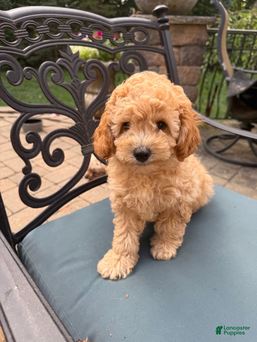 Toy Poodle dogs for sale: Kiko - Image 3