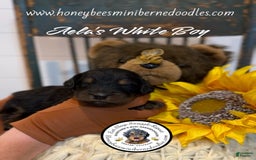 Mini Bernedoodle dogs for sale: Aelas White Boy - Image 17