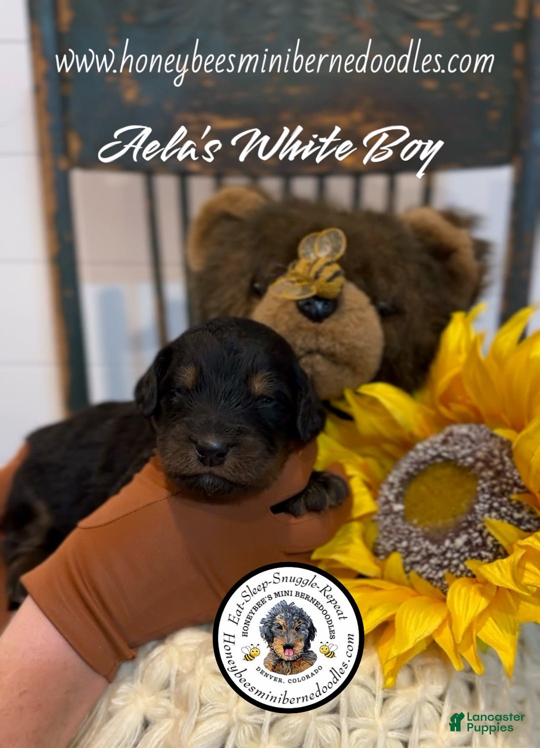 Mini Bernedoodle dogs for sale: Aelas White Boy - Image 17