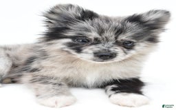 Pomeranian dogs for sale: Dolly - Image 8