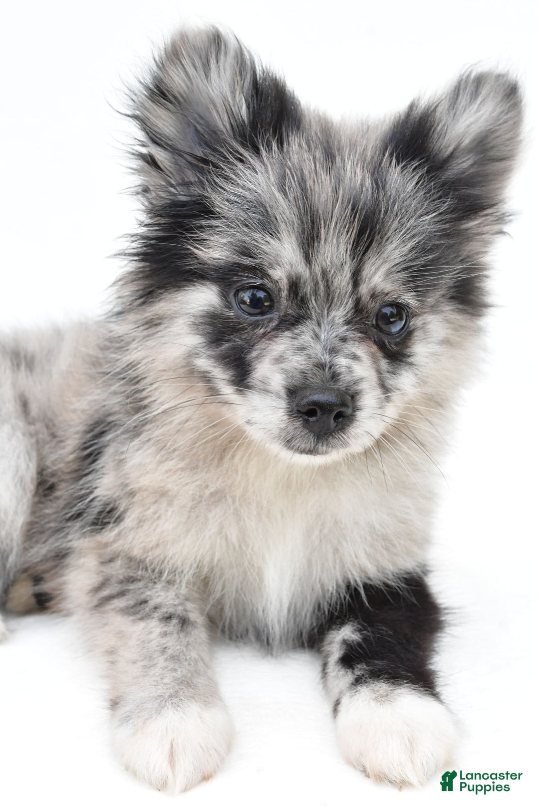 Pomeranian dogs for sale: Dolly - Image 8