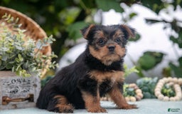Shorkie dogs for sale: Hannah - Image 1