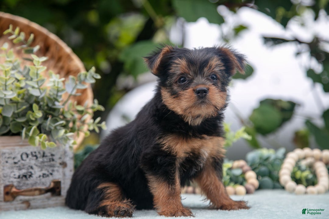 Shorkie dogs for sale: Hannah - Image 1