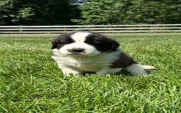 Saint Bernard dogs for sale: Bonnie - Image 1