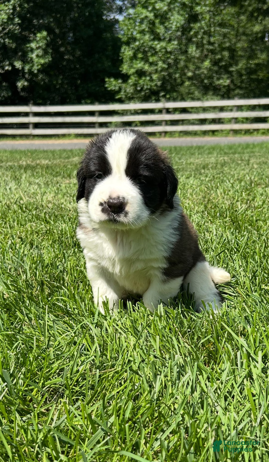 Saint Bernard dogs for sale: Bonnie - Image 1