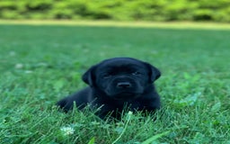 Labrador Retriever dogs for sale: Cooper - Image 1