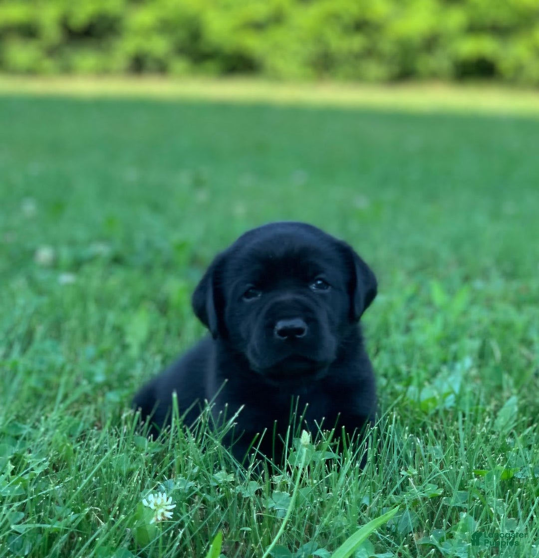 Labrador Retriever dogs for sale: Cooper - Image 1