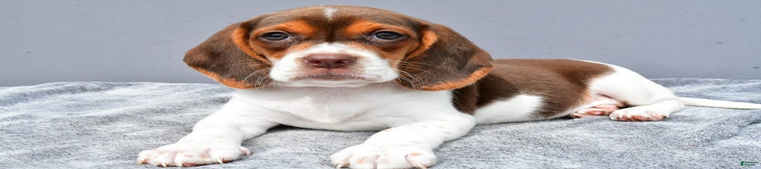 Tabbi