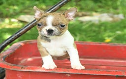 Boston Terrier dogs for sale: Nikki - Image 10