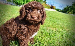 Havapoo dogs for sale: Genesis - Image 9