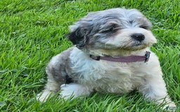 Cockapoo dogs for sale: Lacy - Image 2