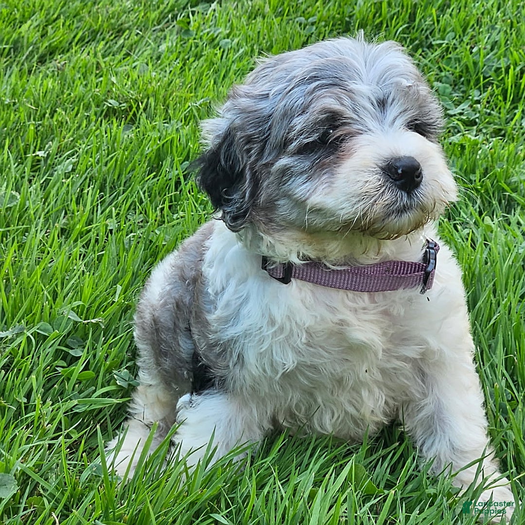 Cockapoo dogs for sale: Lacy - Image 2