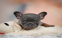 French Bulldog dogs for sale: Miles - Image 7