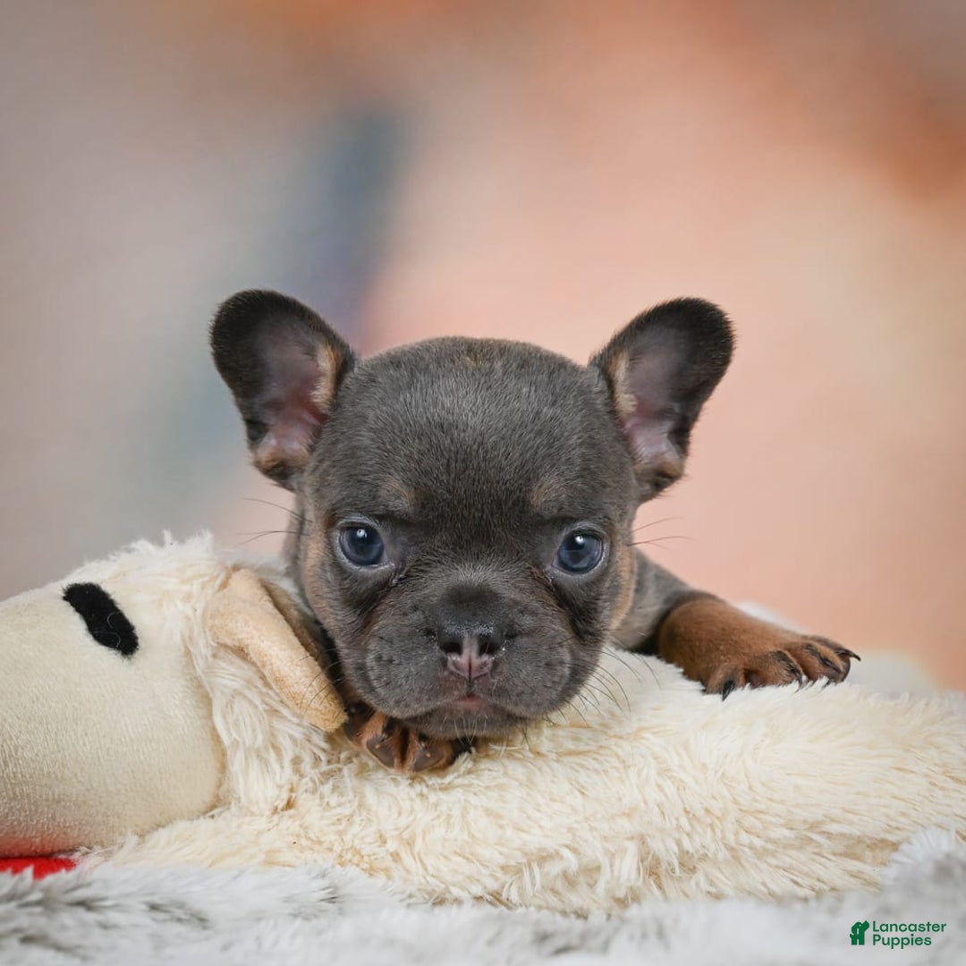 French Bulldog dogs for sale: Miles - Image 7