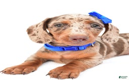 Miniature Dachshund dogs for sale: Griffin - Image 10