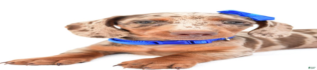 Griffin