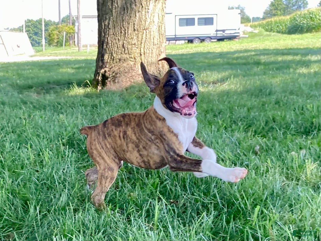 Boxer dogs for sale: Roxie - Image 3