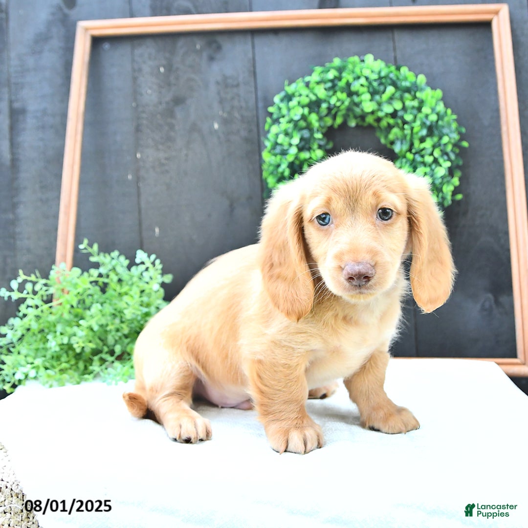 Dachshund dogs for sale: Conrad - Image 5