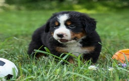 Bernese Mountain Dog dogs for sale: Samson - Image 6