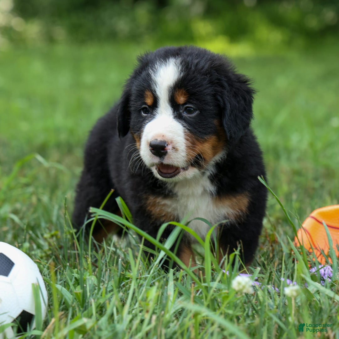 Bernese Mountain Dog dogs for sale: Samson - Image 6