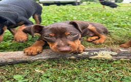 Miniature Pinscher dogs for sale: Rufus - Image 7