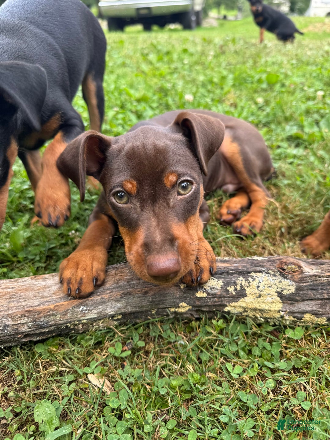 Miniature Pinscher dogs for sale: Rufus - Image 7