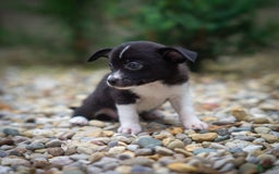 Pomchi dogs for sale: Pomchi 4 puppies - Image 12