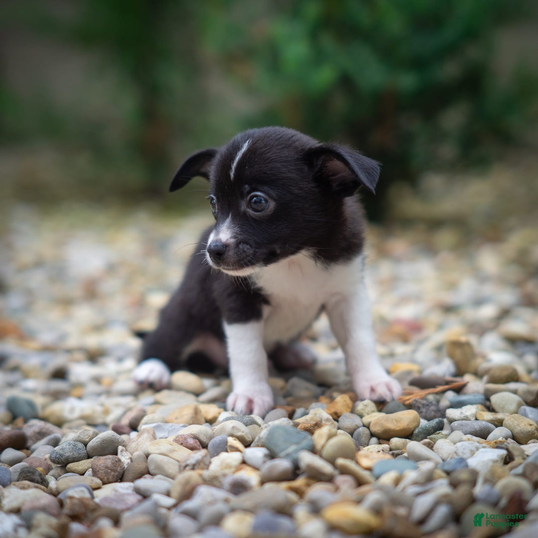 Pomchi dogs for sale: Pomchi 4 puppies - Image 12