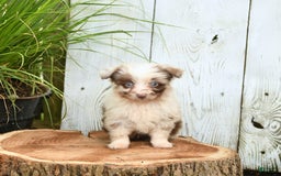 Miniature Australian Shepherd dogs for sale: Chief - Image 1