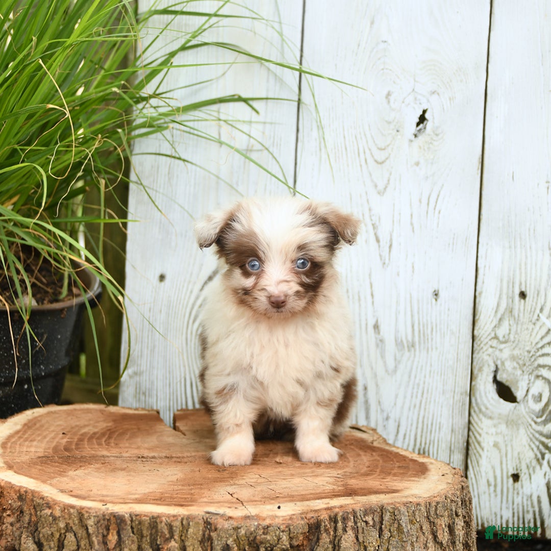 Miniature Australian Shepherd dogs for sale: Chief - Image 1