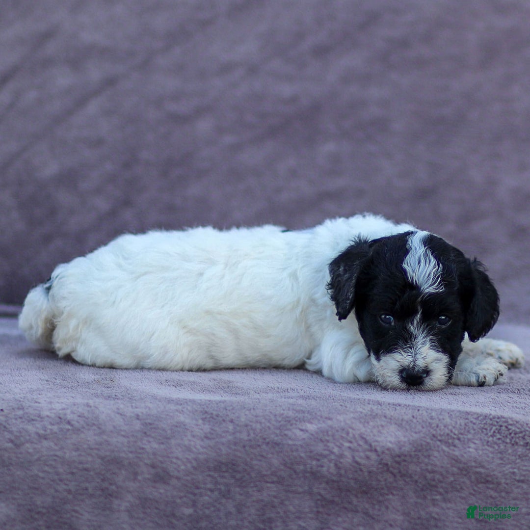Goldendoodle dogs for sale: Orchid - Image 7