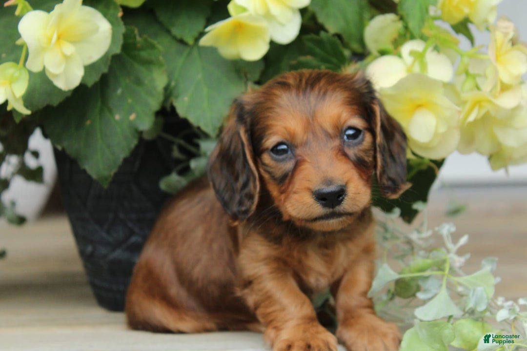 Miniature Dachshund dogs for sale: Smokey - Image 7