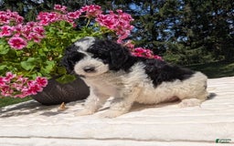 Mini Bernedoodle dogs for sale: Sophie - Image 5