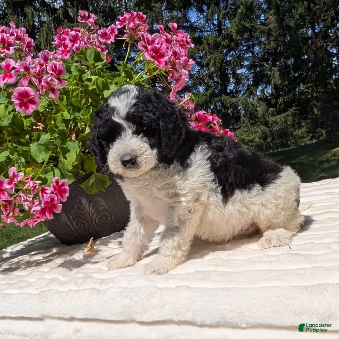 Mini Bernedoodle dogs for sale: Sophie - Image 5