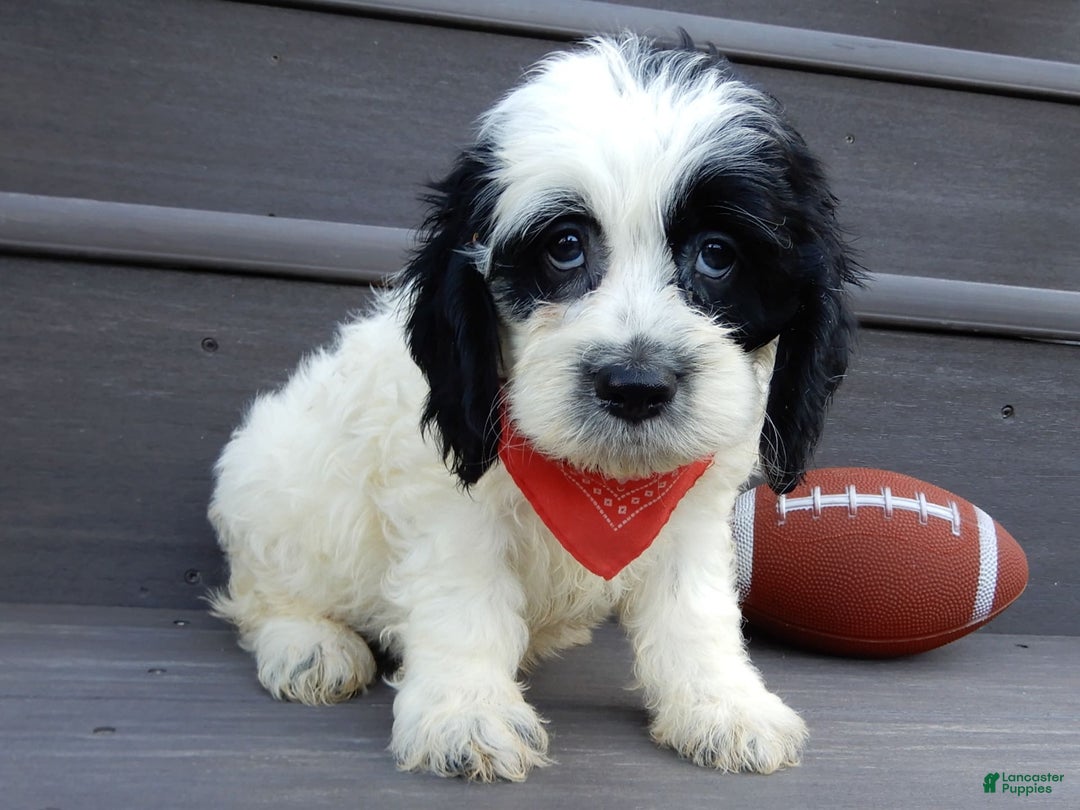 Cockapoo dogs for sale: Panda - Image 2