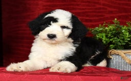 Sheepadoodle dogs for sale: Tulip - Image 7