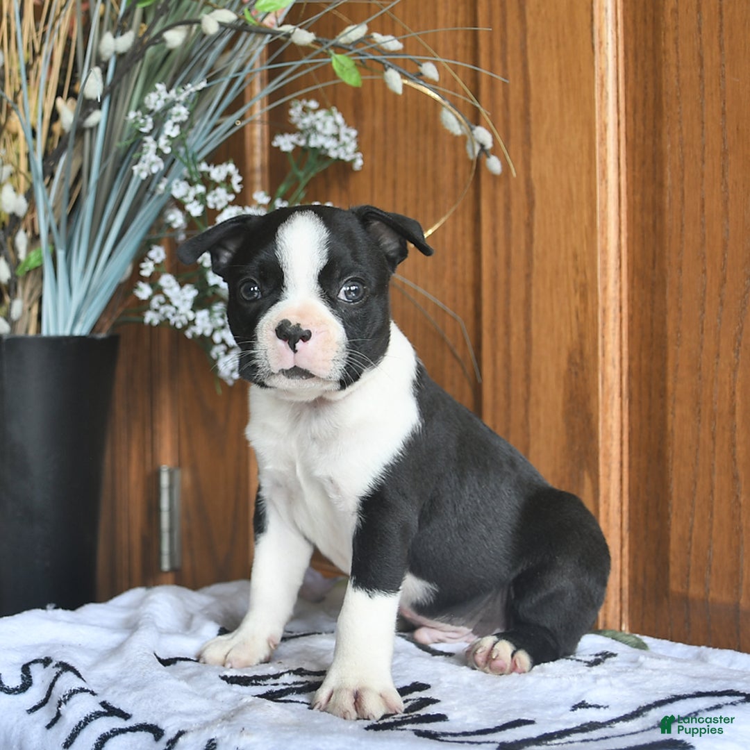 Boston Terrier dogs for sale: Hunter - Image 4
