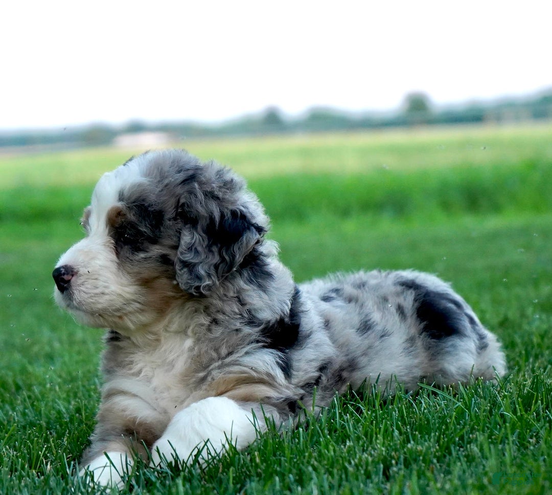 Bernedoodle dogs for sale: Sparky - Image 4