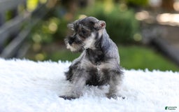 Miniature Schnauzer dogs for sale: Angel - Image 11
