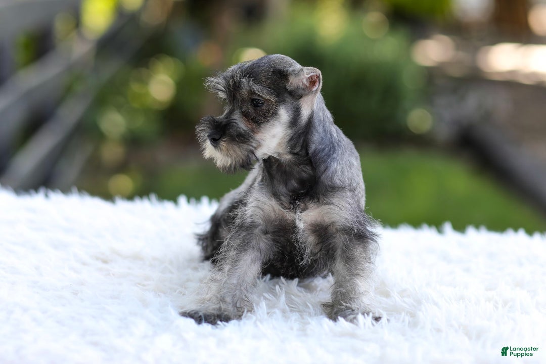Miniature Schnauzer dogs for sale: Angel - Image 11