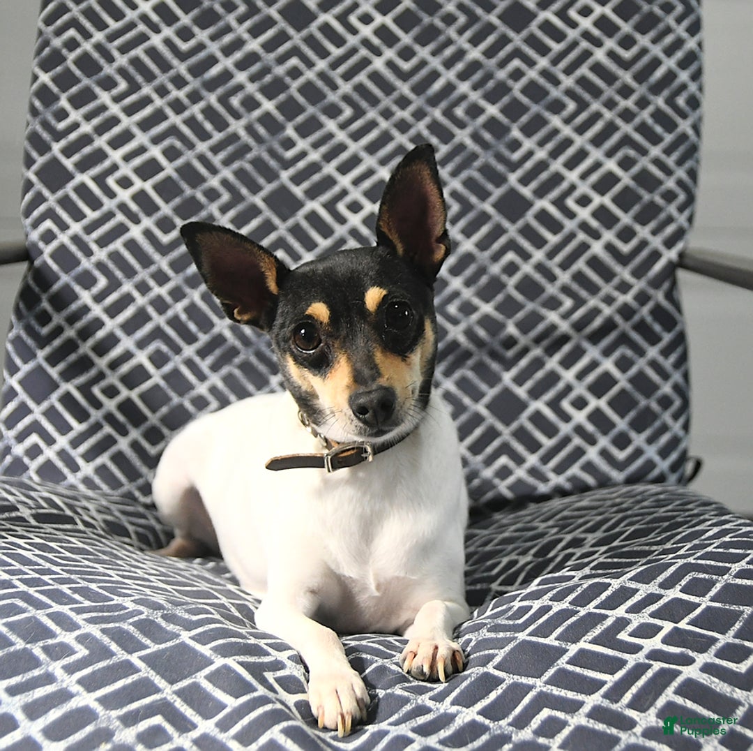 Toy Fox Terrier dogs for sale: Felix - Image 6