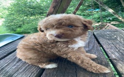 Miniature Poodle dogs for sale: Dexter - Image 27