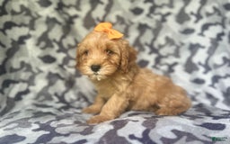 Cavapoo dogs for sale: Ziggy - Image 4