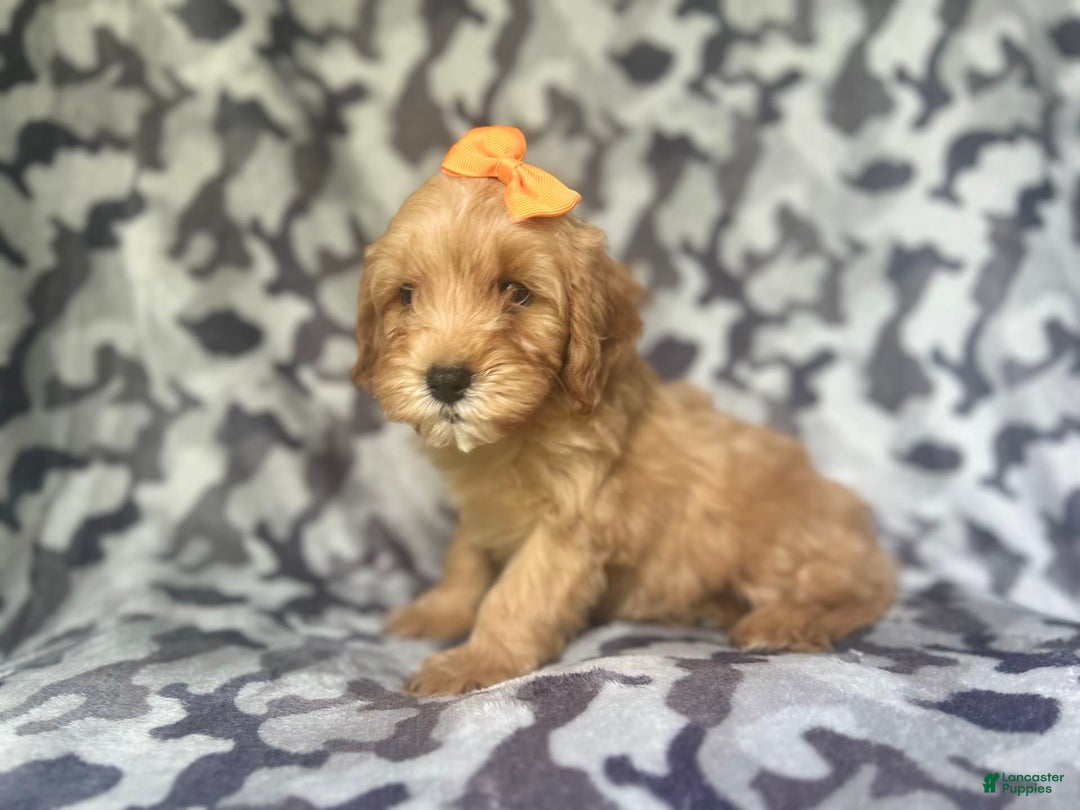 Cavapoo dogs for sale: Ziggy - Image 4