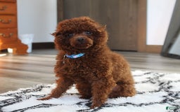 Toy Poodle dogs for sale: Tori - Image 6