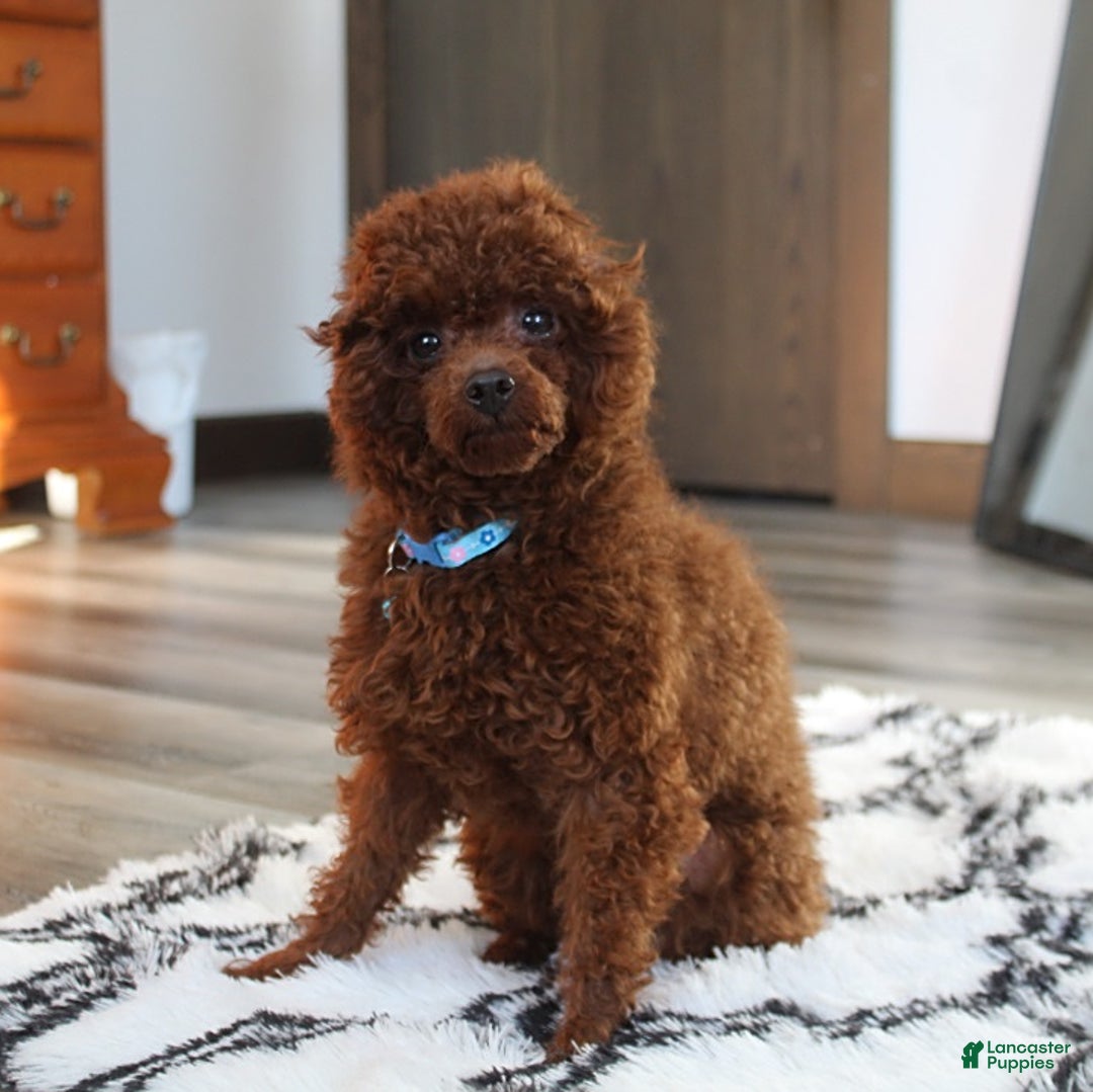 Toy Poodle dogs for sale: Tori - Image 6