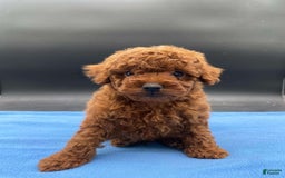 Toy Poodle dogs for sale: Rojo - Image 3